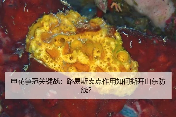 申花争冠关键战：路易斯支点作用如何撕开山东防线？